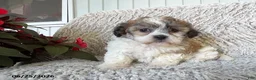 Teddy Bear dogs for sale: Lacey - Ad 2