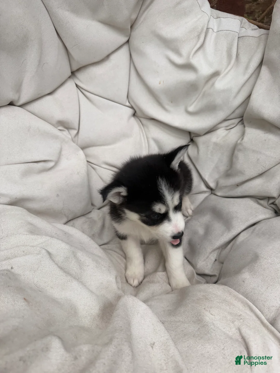 Mixed Breed dogs for sale: Princess - Ad 2