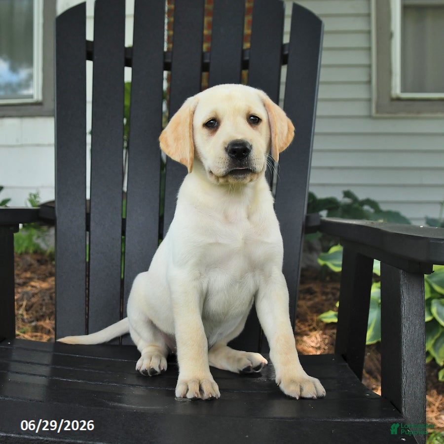 Labrador Retriever dogs Sage - Ad 1