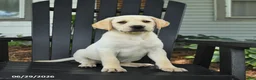 Labrador Retriever dogs for sale: Sage - Ad 1