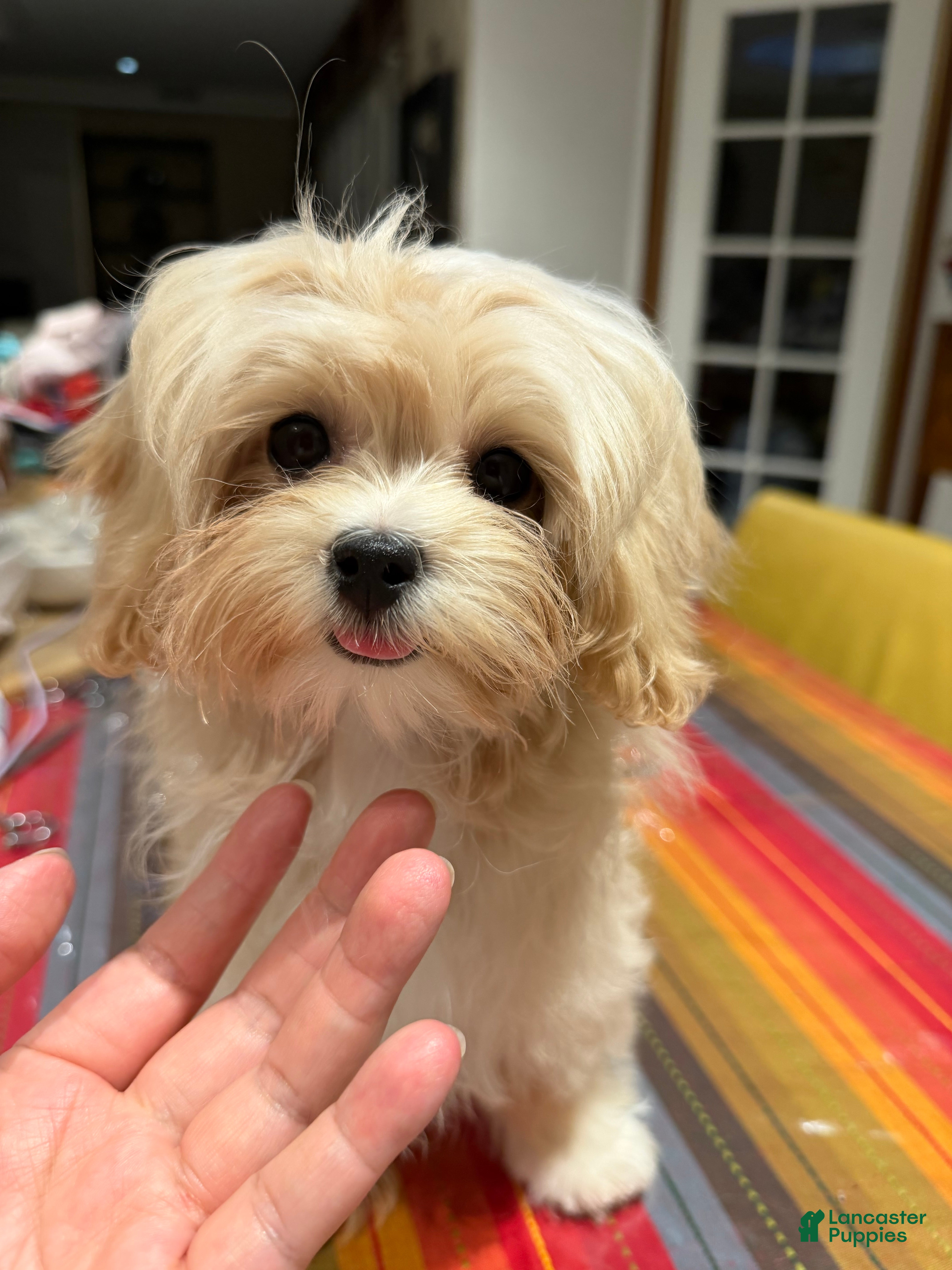 Maltipoo dogs Melody - Ad 2