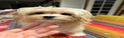 Maltipoo dogs for sale: Melody - Ad 4
