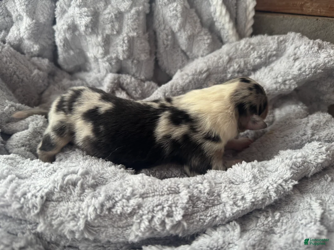 Collie dogs for sale: Louie - Ad 2