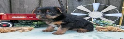 Yorkshire Terrier dogs for sale: Clementine - Ad 6