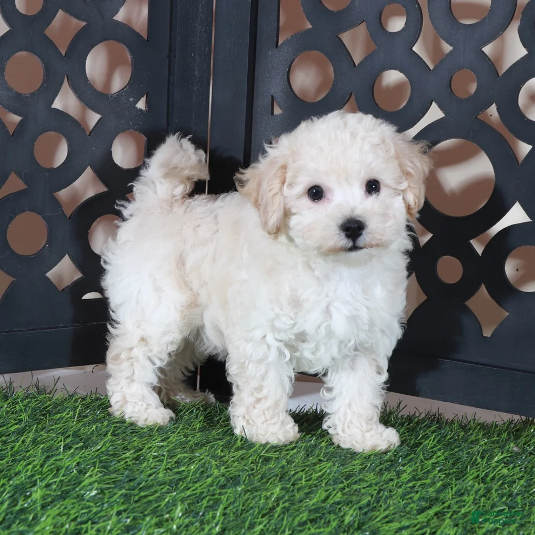 Bichpoo dogs for sale: Chloe Sweet Little Poochon Puppy - Ad 4