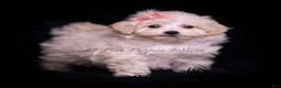 Maltipoo dogs for sale: Teeny Mimi - Ad 4