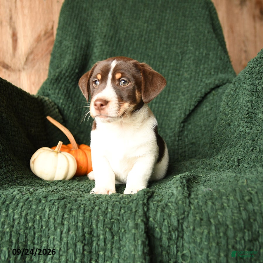 Russel, Jack Russell