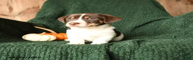 Russel