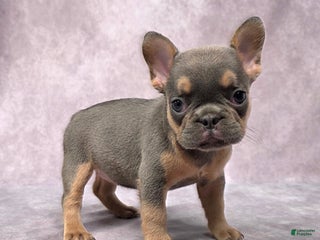 French Bulldog dogs - Ad 3