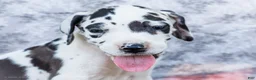 Great Dane dogs for sale: Dirk - Ad 8