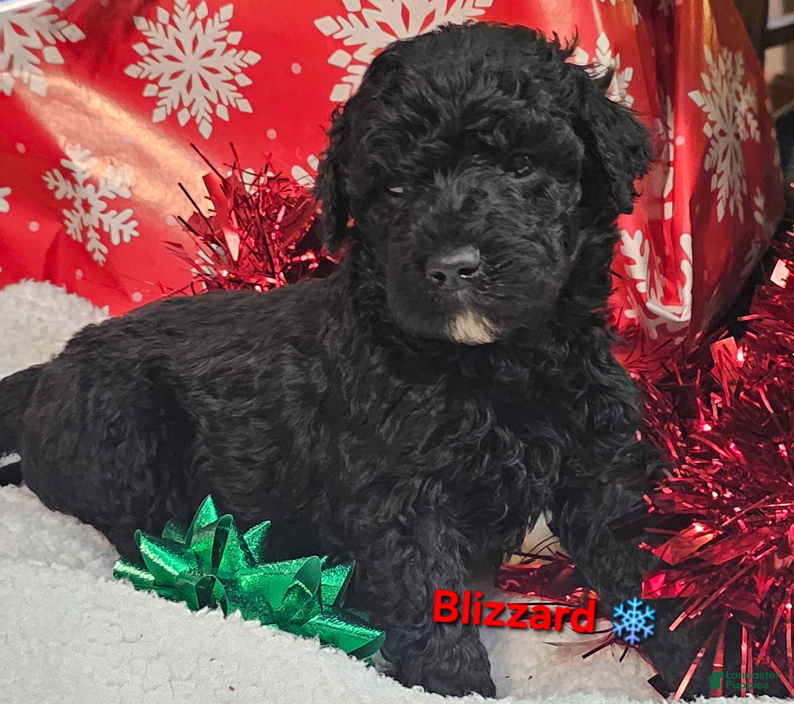 Goldendoodle dogs Blizzard - Ad 7