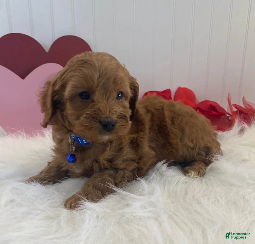 Cavapoo dogs for sale: Dusty  - Ad 6