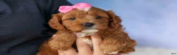 Cavapoo dogs for sale: Mia Rose🎀 - Ad 16