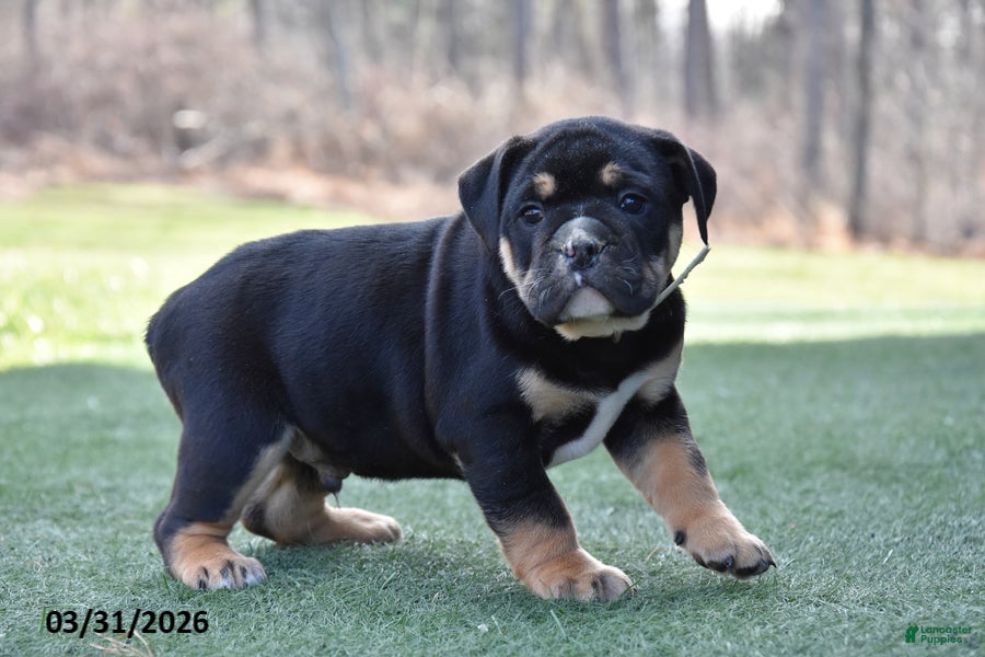 Olde English Bulldogge dogs Westley - Ad 1