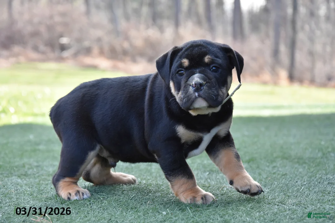Olde English Bulldogge dogs for sale: Westley - Ad 1