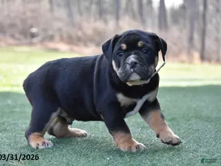 Olde English Bulldogge dogs for sale: Westley - Ad 1