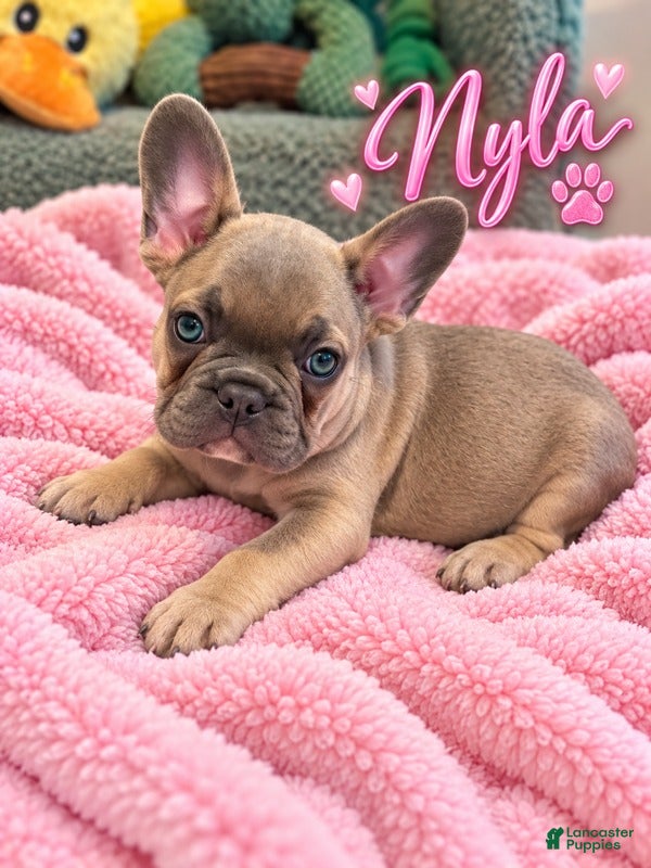 French Bulldog dogs Nyla - Ad 19