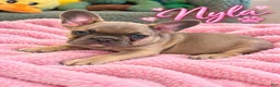 French Bulldog dogs for sale: Nyla - Ad 1