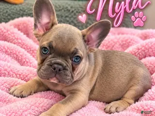 French Bulldog dogs Nyla - Ad 19