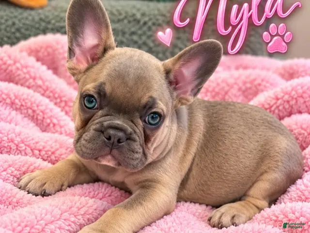 French Bulldog dogs for sale: Nyla - Ad 40