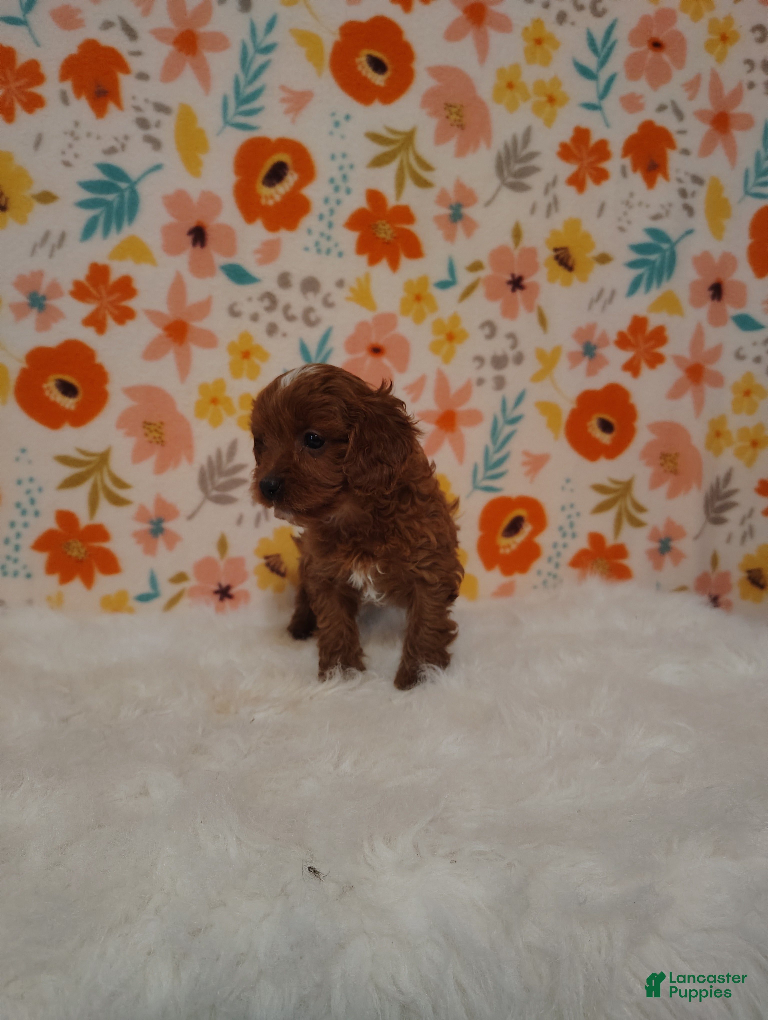 Cavapoo dogs April - Ad 1