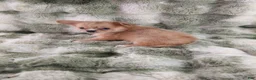 Chihuahua dogs for sale: AKC Nemo - Ad 6