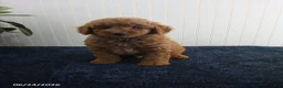 Miniature Poodle dogs for sale: Tony - Ad 1