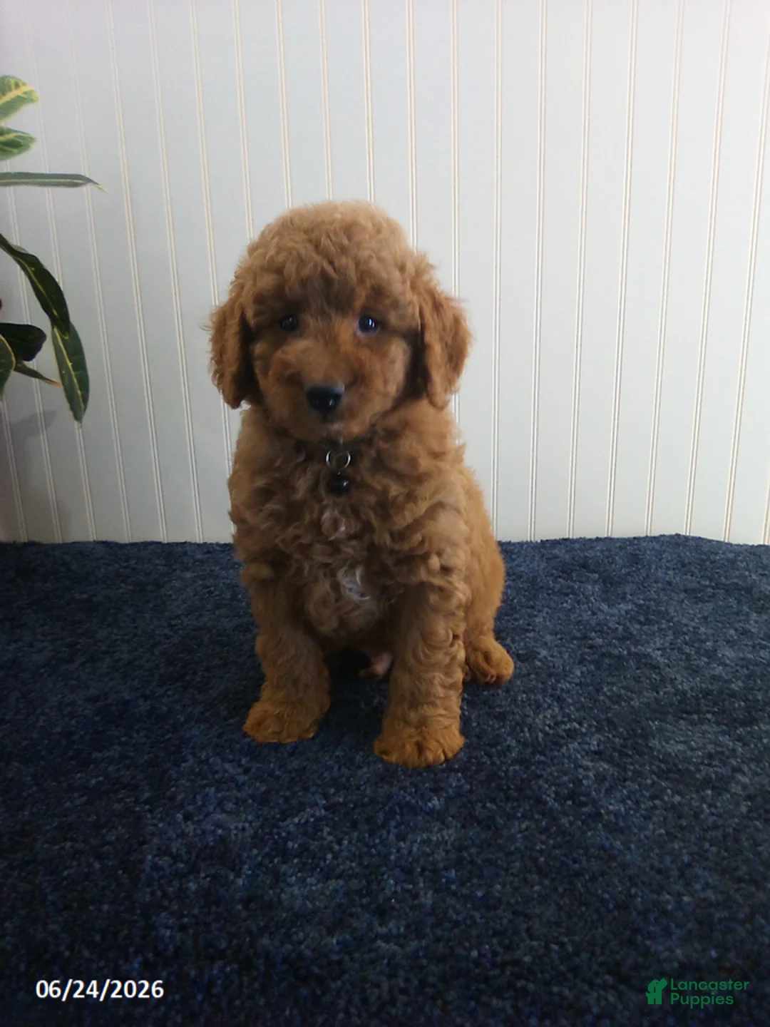 Miniature Poodle dogs for sale: Tony - Ad 1