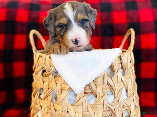 Bernedoodle dogs - Ad 24