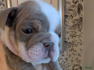 English Bulldog dogs Rachel - Ad 40