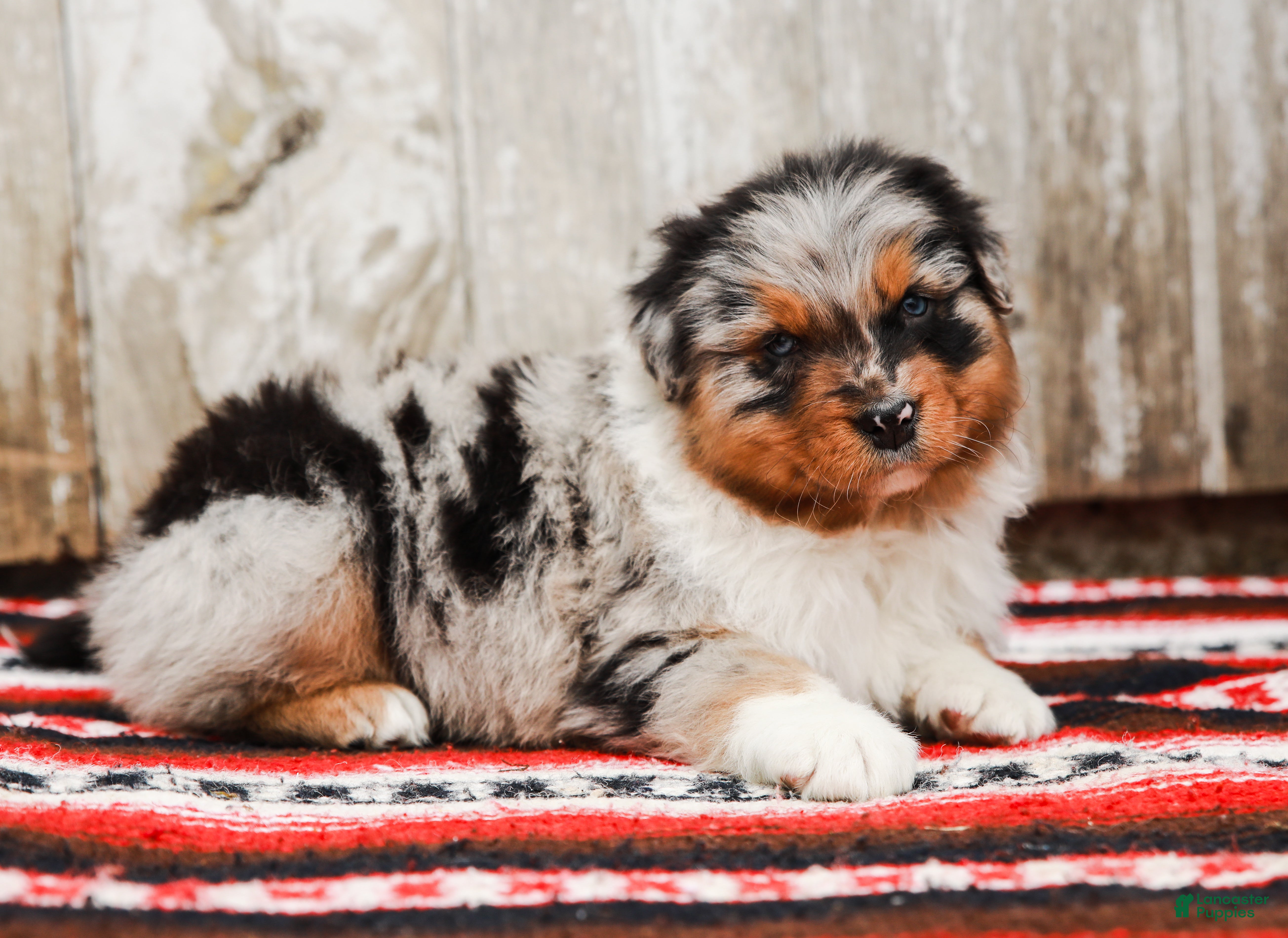 Australian Shepherd dogs Reggie - Ad 1