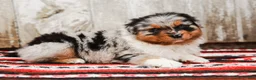 Australian Shepherd dogs for sale: Reggie - Ad 3