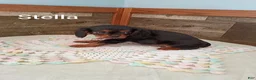 Cavalier King Charles Spaniel dogs for sale: Stella - Ad 3