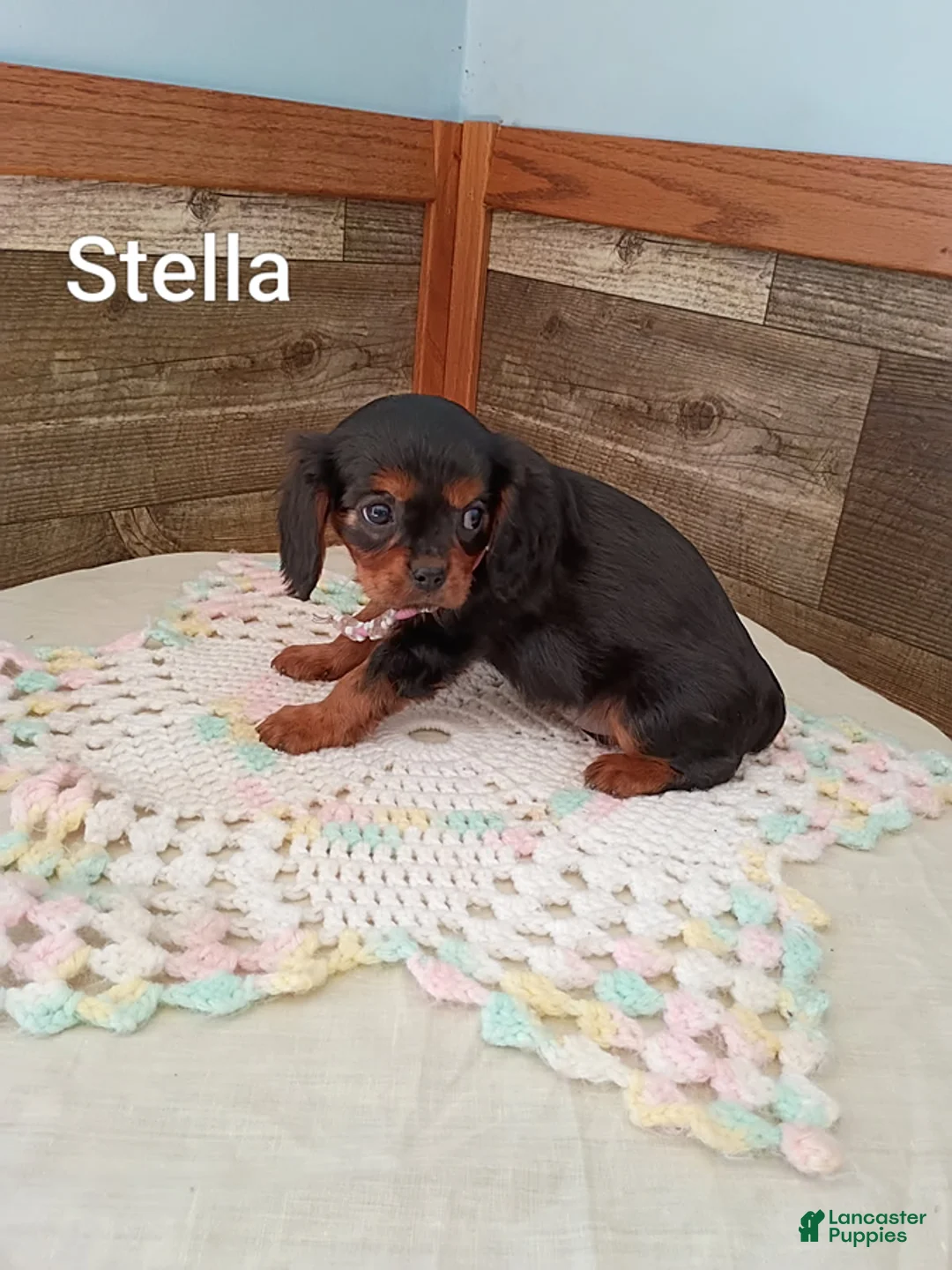 Cavalier King Charles Spaniel dogs for sale: Stella - Ad 3