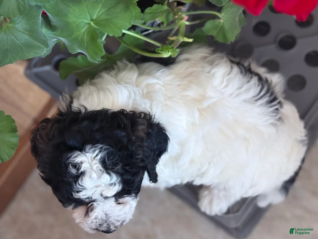 Bichpoo dogs for sale: Rascal  - Ad 11