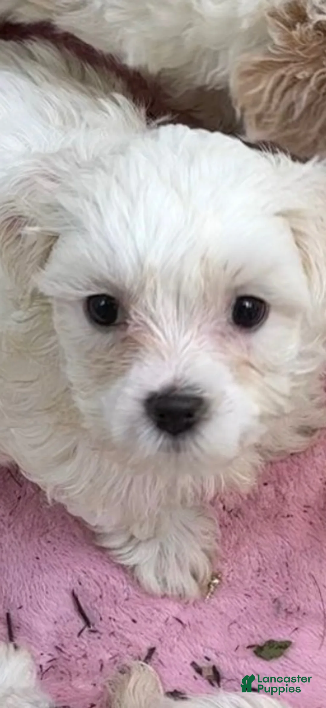 Maltipoo dogs for sale: Girl 1  - Ad 1