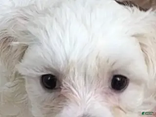 Maltipoo dogs for sale: Girl 1 - Little Little Little - Ad 1