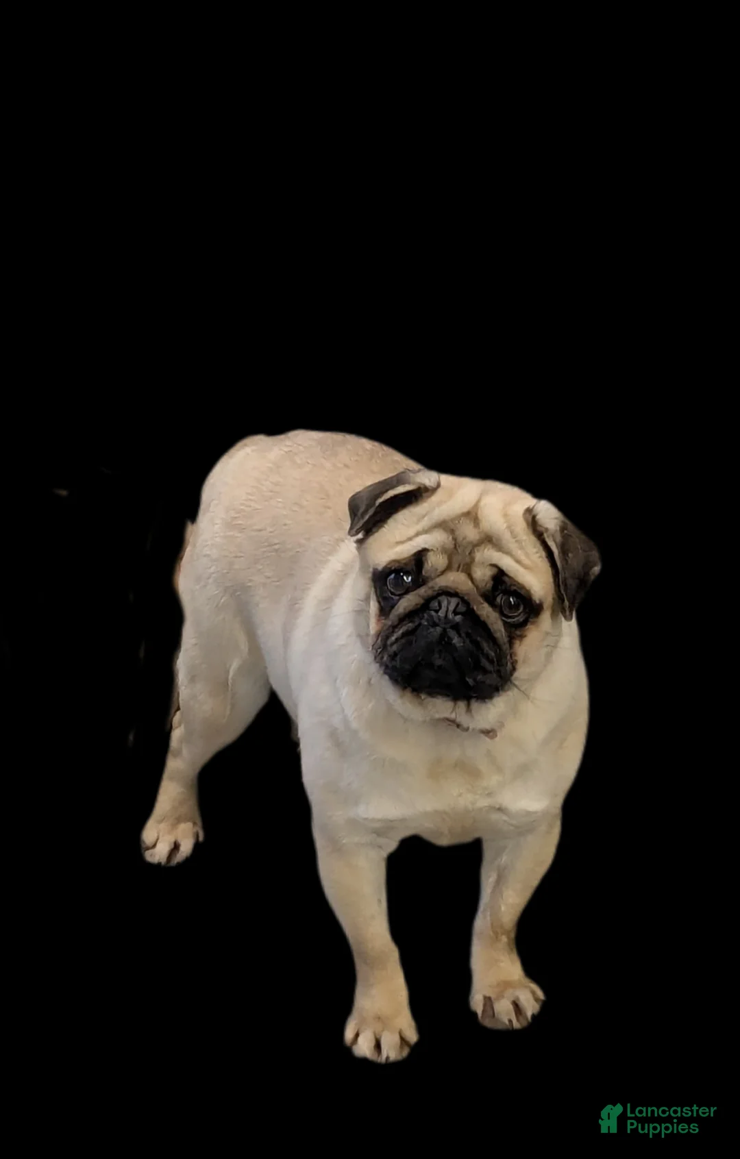 Pug dogs for sale: Pug Puppy 3 - Ad 4