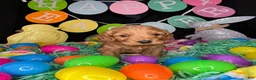 Cockapoo dogs for sale: Hemi - Ad 5