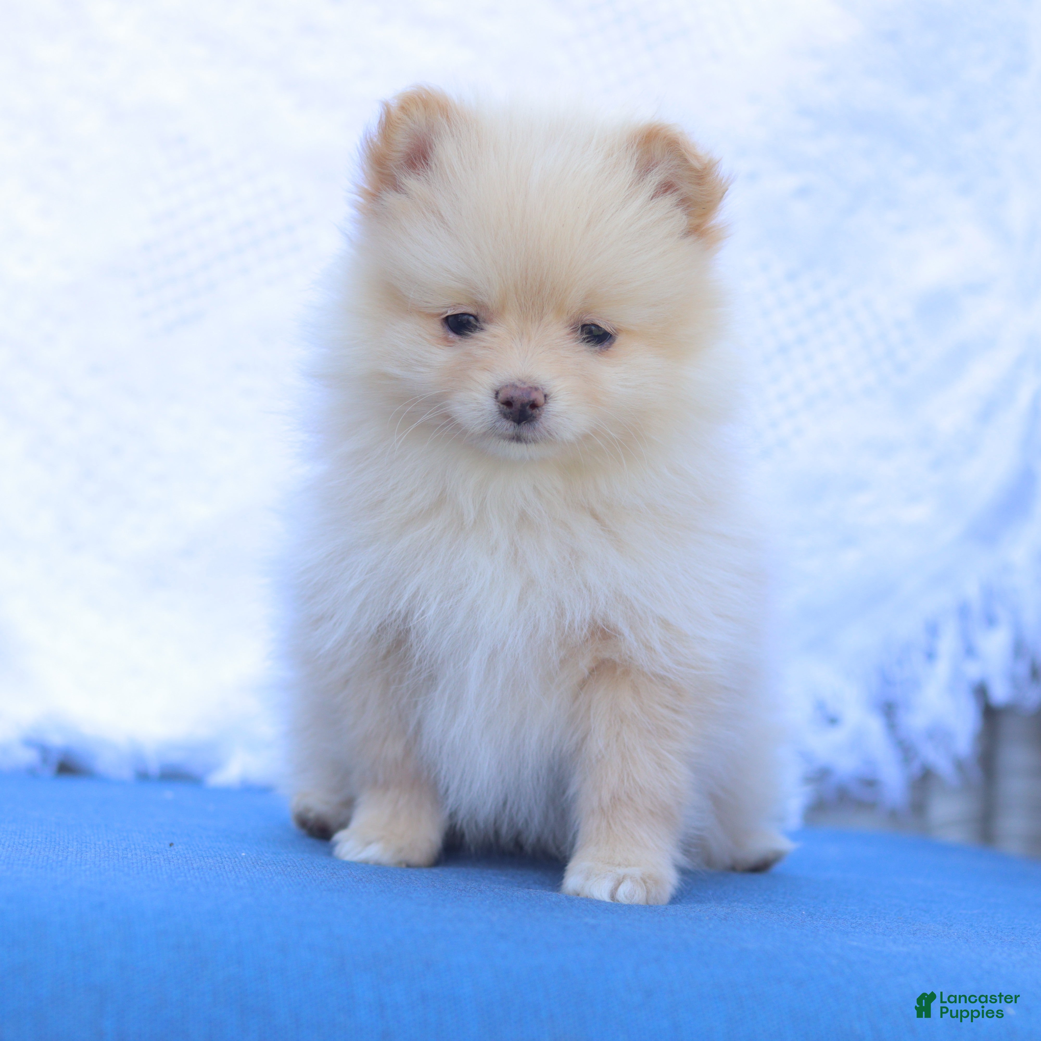 Pomeranian dogs Isabella - Ad 1