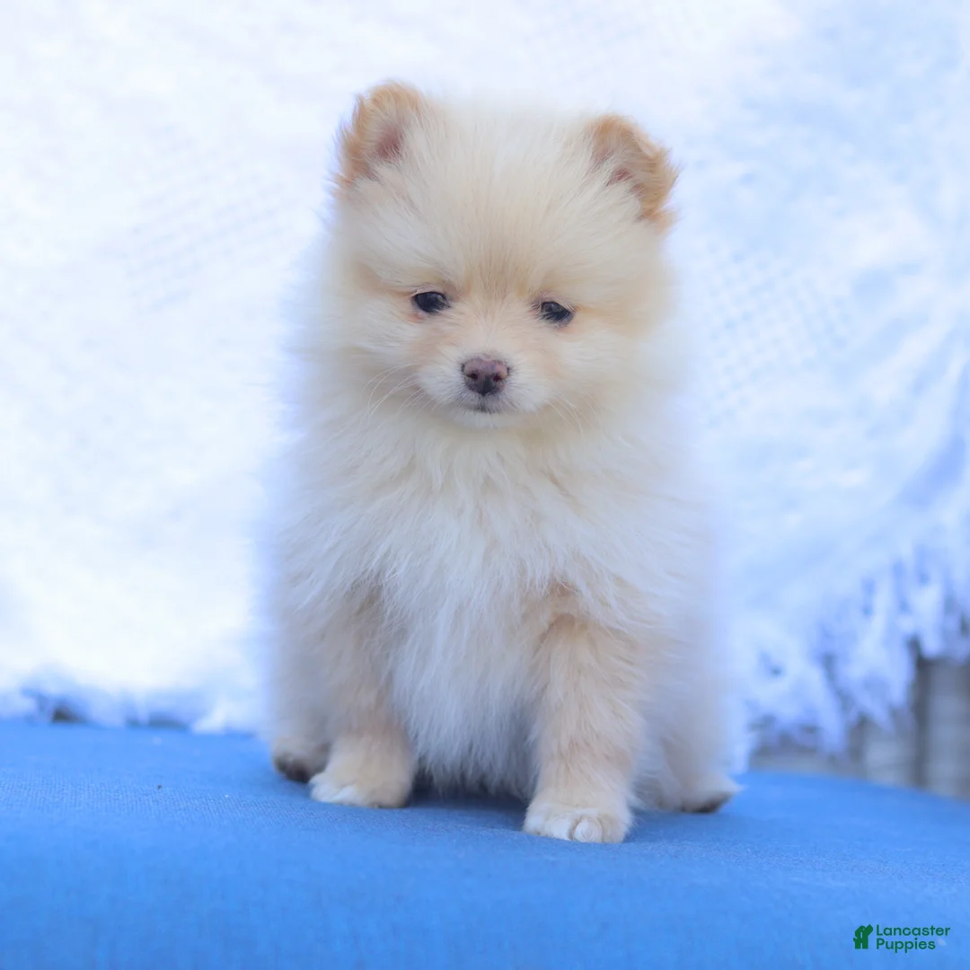 Pomeranian dogs for sale: Isabella - Ad 1