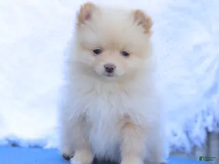 Pomeranian dogs for sale: Isabella - Ad 2