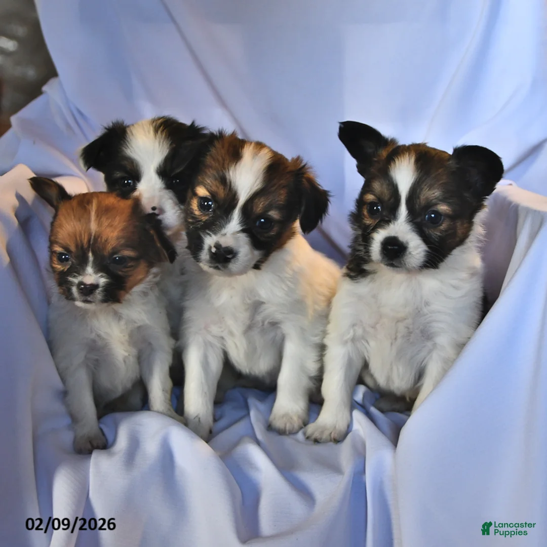 Papillon dogs for sale: Swallowtail - Ad 5
