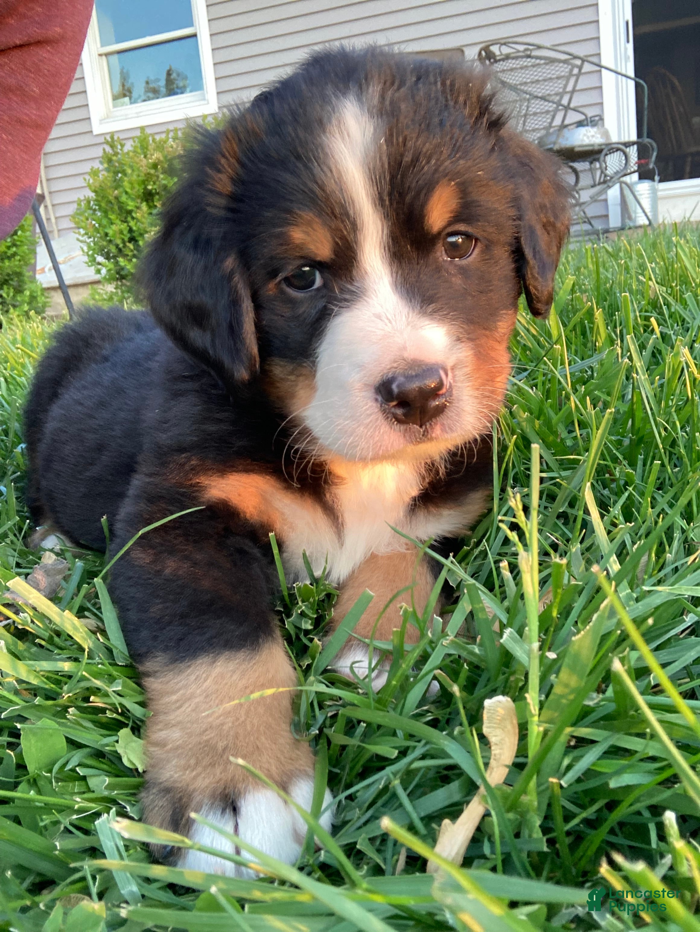 Bernese Mountain Dog dogs Sicily - Ad 2