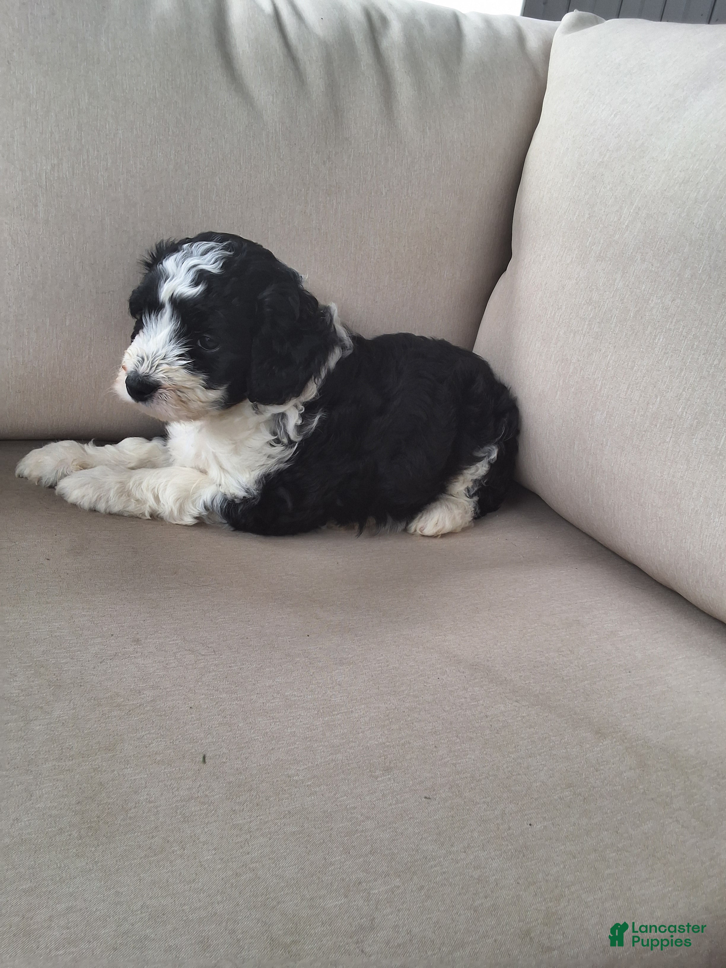 Aussiedoodle dogs Sunny - Ad 2