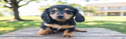 Miniature Dachshund dogs for sale: Tootsie - Ad 7