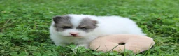 Pomeranian dogs for sale: Flora - Ad 6