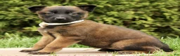 Belgian Malinois dogs for sale: Shana  - Ad 3