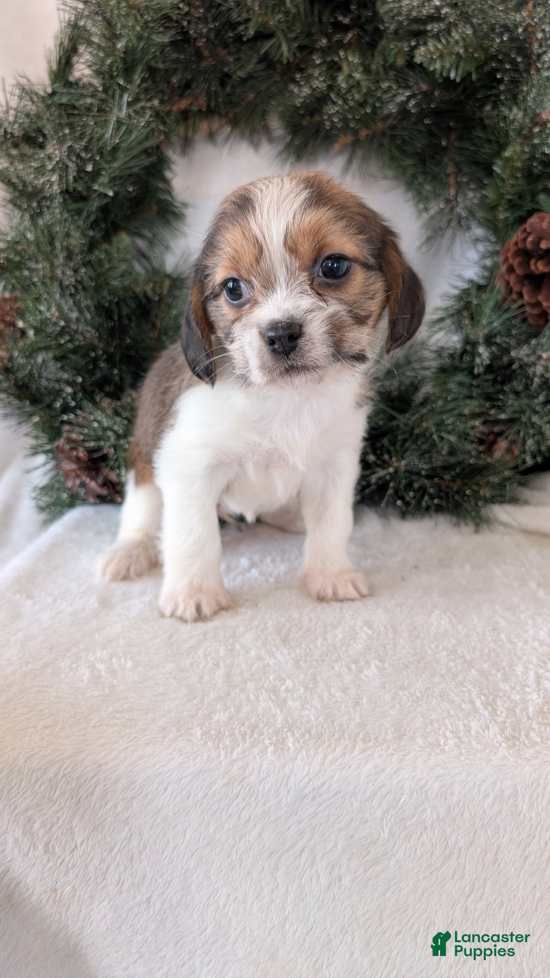 Mixed Breed dogs for sale: Mia  - Ad 8