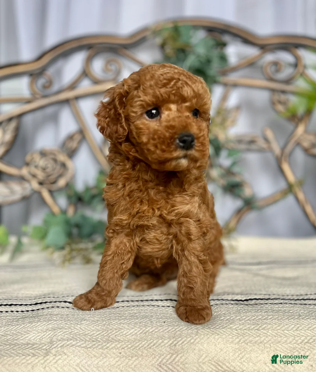 Miniature Poodle dogs for sale: Baby Giggles❤️🐾AKC Genetic Health Tested❤️Call 717-529-1907 - Ad 5